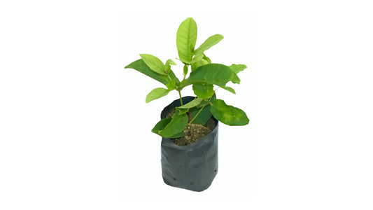 Lakpura kernlose rote Rosenapfelpflanze (Jambu).