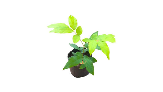 Lakpura Seifenbaum (Gas Penela) Pflanzen