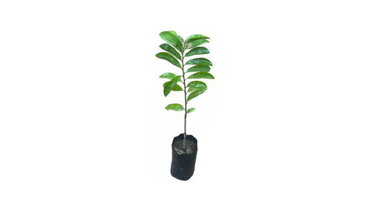 Lakpura Soursop (Katu Anodha) Schichtpflanze