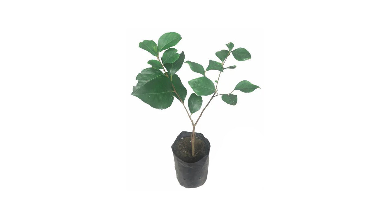 Lakpura Thai Ugurass (Riesenpflanze)
