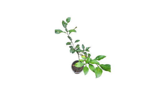 Lakpura Thai White Pomelo Veredelte Pflanze