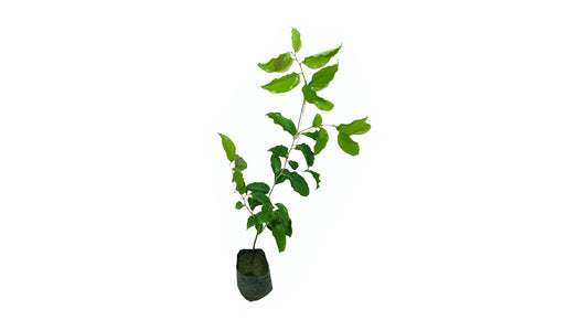 Lakpura Thai Ugurass (klein) Schichtpflanze