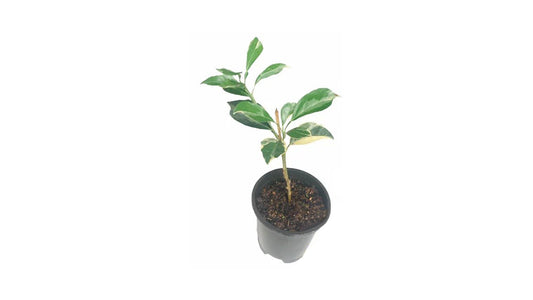 Lakpura bunte gelb-orange Pflanze