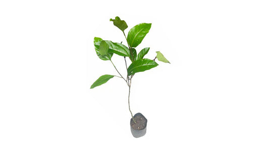 Lakpura Gelbe Passionsfrucht-Pfropfpflanze
